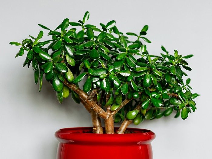 jade plant