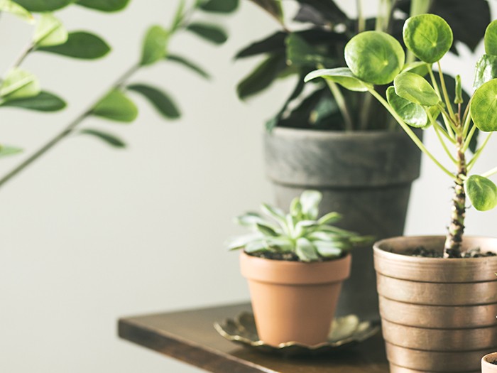 indoor plants